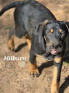 Milburn - Photo 2
