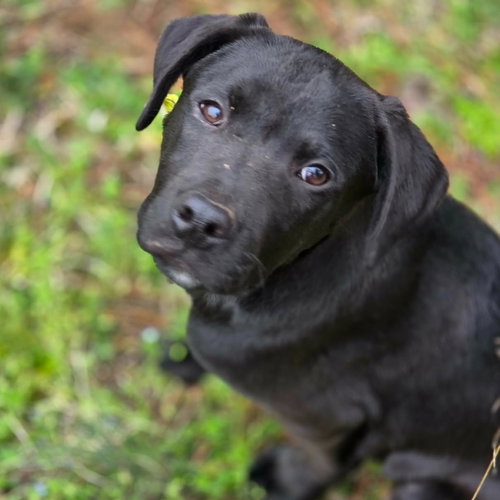 OXFORD - Boxer / Terrier available for adoption