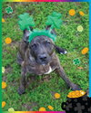 Ringo - Photo 1