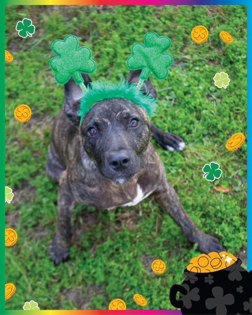 RINGO - Black Mouth Cur / Terrier available for adoption