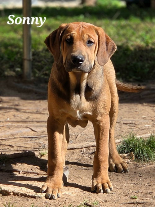 SONNY - Coonhound / Terrier available for adoption