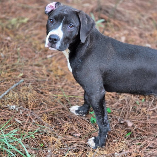 WILTSHIRE - Boxer / Terrier available for adoption