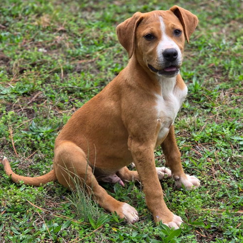 YORKSHIRE - Boxer / Terrier available for adoption
