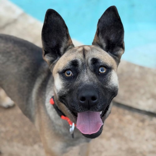 Amelia, an adoptable Terrier in Canton, CT