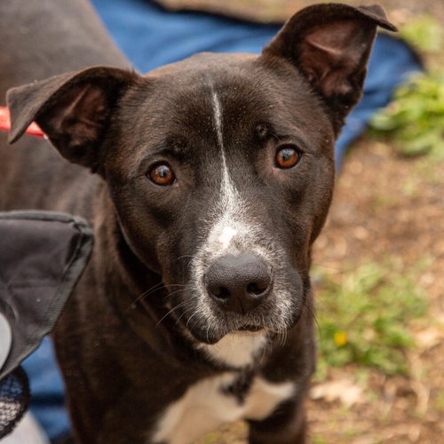 August, an adoptable Terrier in Canton, CT