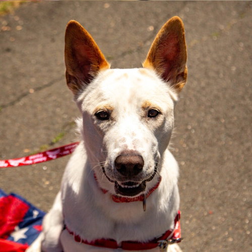Milo, an adoptable Shepherd in Canton, CT