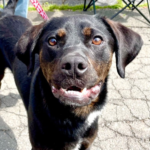 Outlaw Potato, an adoptable Hound in Canton, CT