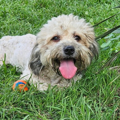 Waffle, an adoptable Havanese in Canton, CT