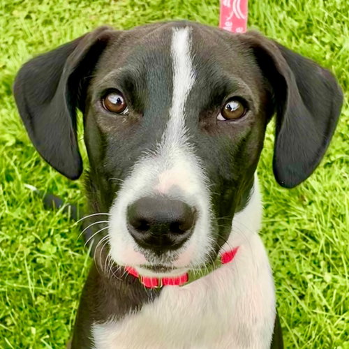 Chase, an adoptable Labrador Retriever in Canton, CT