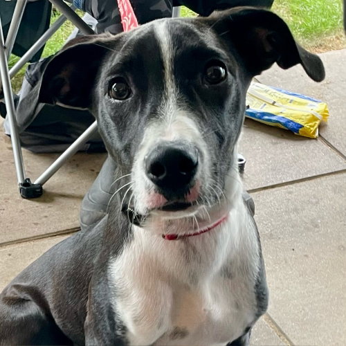 CHASE - Labrador Retriever / Terrier available for adoption
