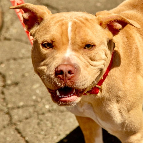 picture of the dog needing adoption
