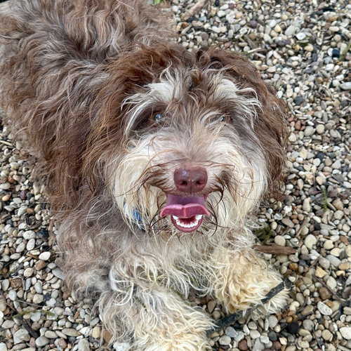 Cleo, an adoptable Havanese in Canton, CT
