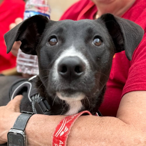 JETTIE - Labrador Retriever / Terrier available for adoption