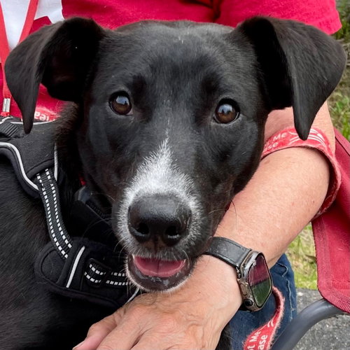 Jettie, an adoptable Labrador Retriever in Canton, CT