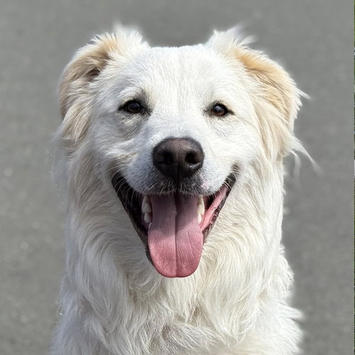 Riley, an adoptable Terrier in Canton, CT