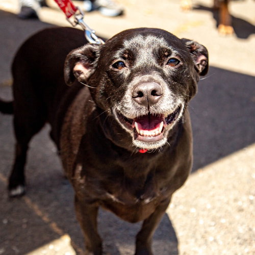 Coral, an adoptable Jack Russell Terrier in Canton, CT