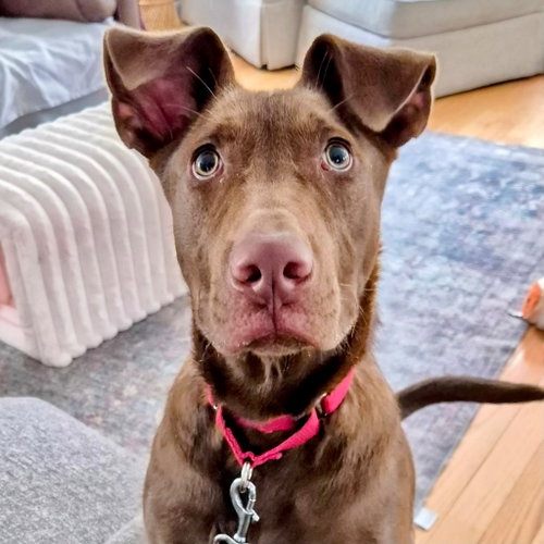 Gus, an adoptable Labrador Retriever in Canton, CT