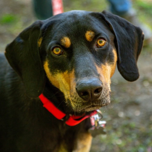 Korg, an adoptable Coonhound in Canton, CT