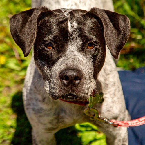 Sonic, an adoptable German Shorthaired Pointer in Canton, CT