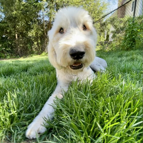 Truffles, an adoptable Old English Sheepdog in Canton, CT