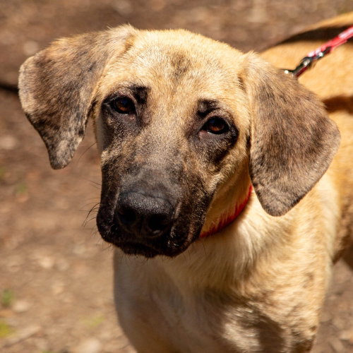 Lane, an adoptable Labrador Retriever in Canton, CT