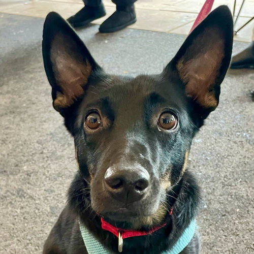 LYNN - Rat Terrier / Terrier available for adoption