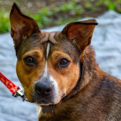 Primrose, an adoptable Terrier in Canton, CT
