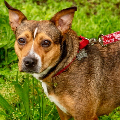 PRIMROSE - Terrier available for adoption