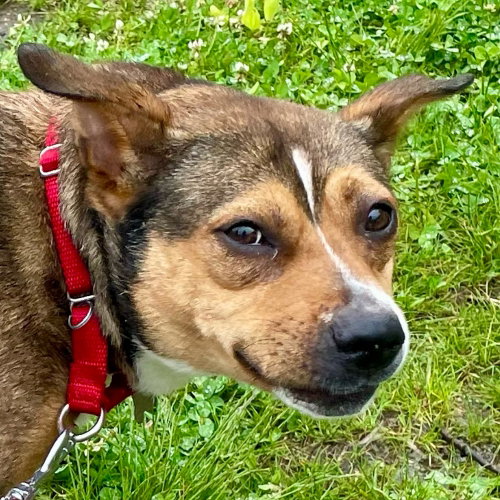 PRIMROSE - Terrier available for adoption