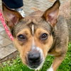 Primrose - Photo 4