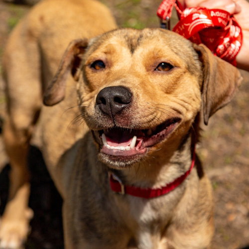 Carolina, an adoptable Terrier in Canton, CT