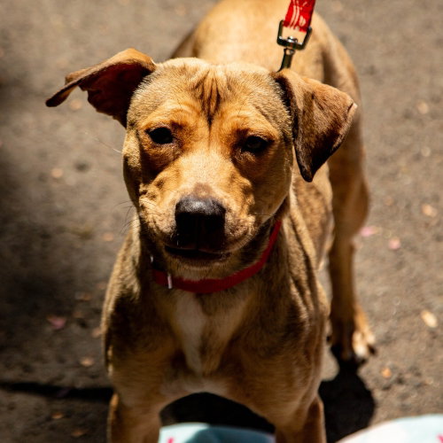 CAROLINA - Terrier / Terrier available for adoption