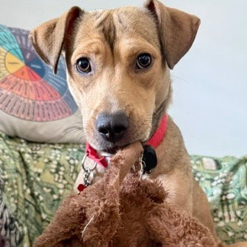 Carolina, an adoptable Terrier in Canton, CT