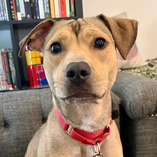 picture of the dog needing adoption