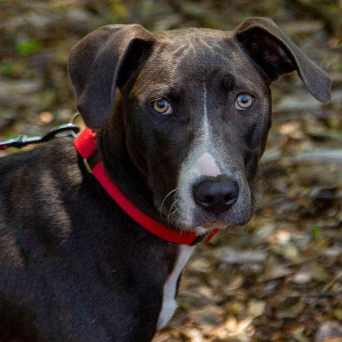 Paisley, an adoptable Hound in Canton, CT