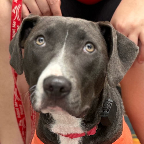 PAISLEY - Hound / Terrier available for adoption