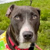 Paisley - Photo 4