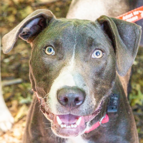 Paisley, an adoptable Hound in Canton, CT