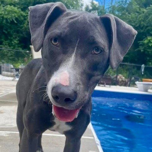 Paisley, an adoptable Hound in Canton, CT