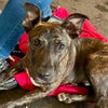 Ringo - Photo 4