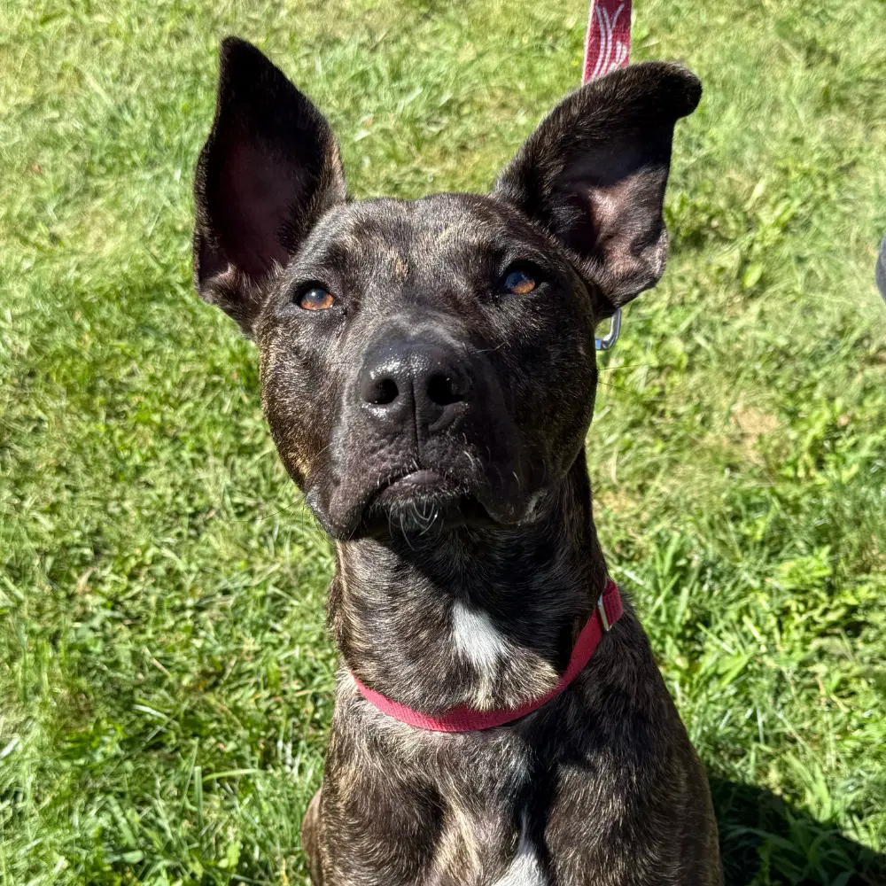 Ringo - Black Mouth Cur
