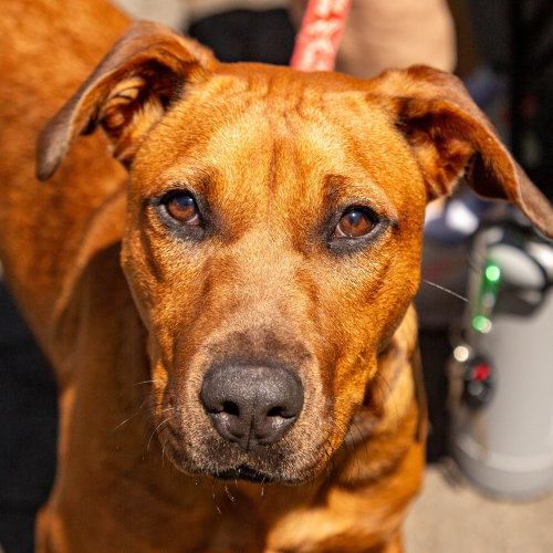 Scooby, an adoptable Labrador Retriever in Canton, CT