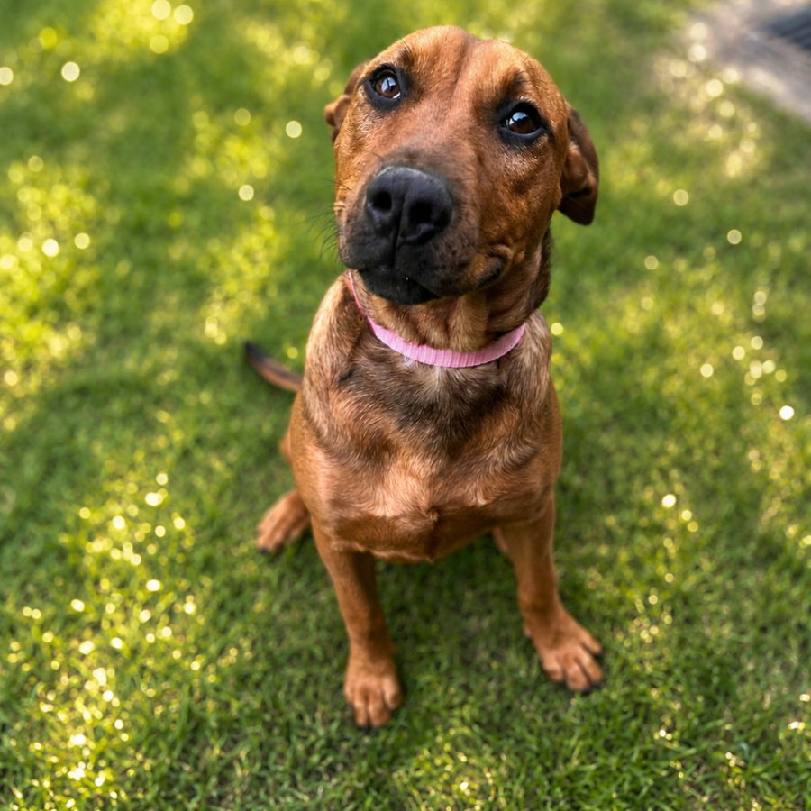 Scooby