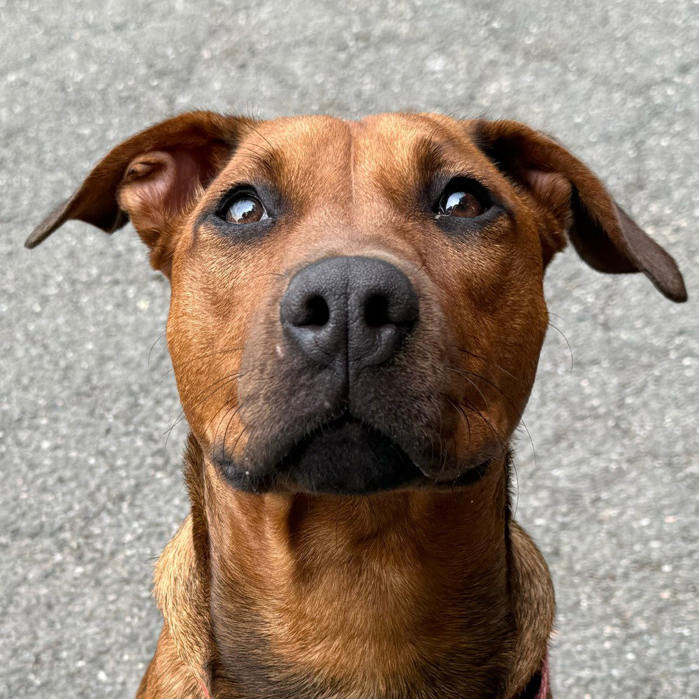 Scooby Image