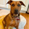 Scooby - Photo 2