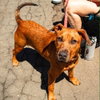 Scooby - Photo 4