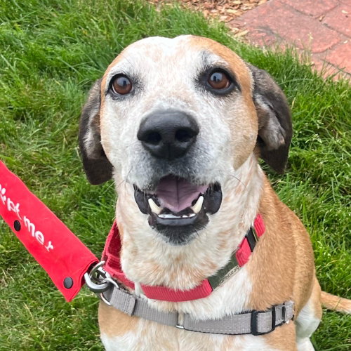 WALTER - Hound / Terrier available for adoption