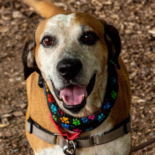 picture of the dog needing adoption
