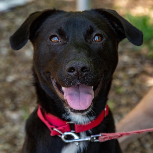 Poppy, an adoptable Labrador Retriever in Canton, CT