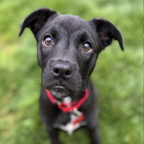 Baby, an adoptable Labrador Retriever in Canton, CT